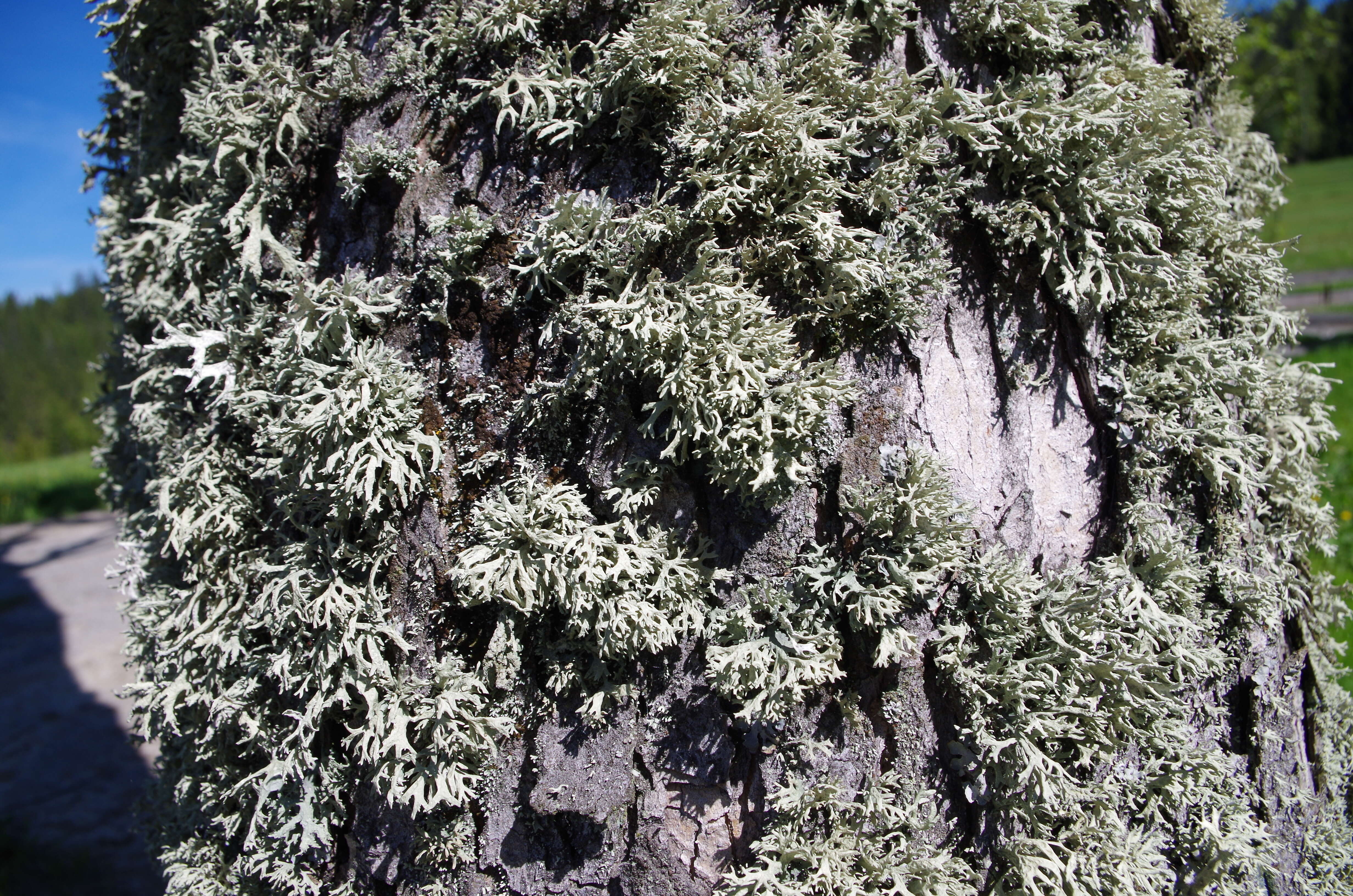 Image of ring lichen