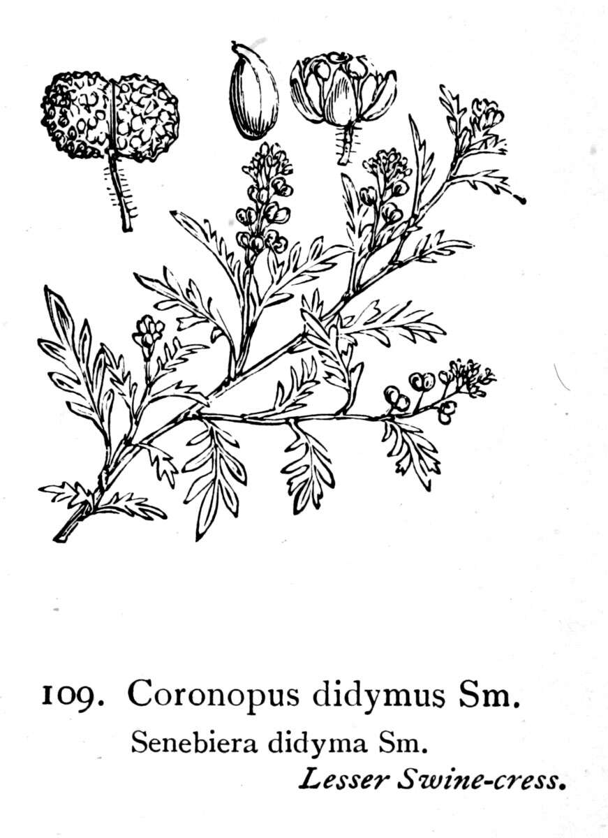 Image of Lesser swine-cress