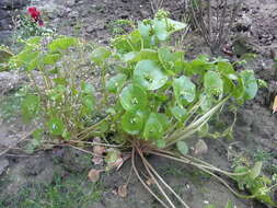 Image of Indian lettuce