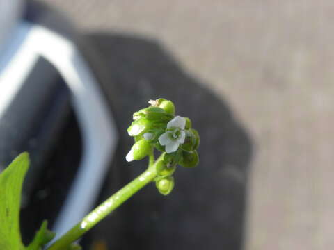 Image of Indian lettuce