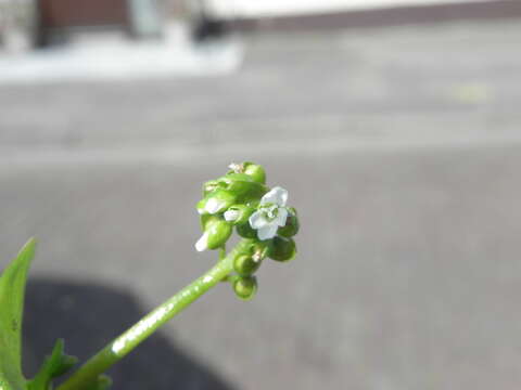 Image of Indian lettuce