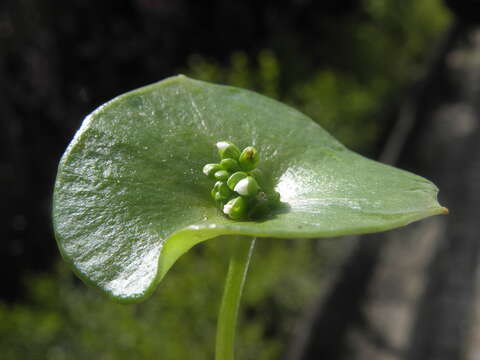 Image of Indian lettuce