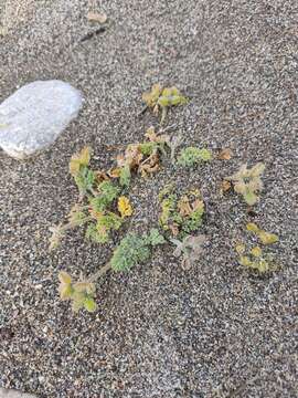 Daucus pumilus (L.) Hoffm. & Link resmi