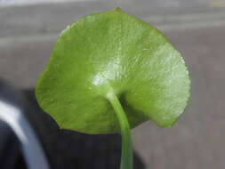 Image of Indian lettuce