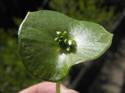 Image of Indian lettuce