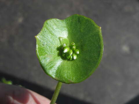 Image of Indian lettuce