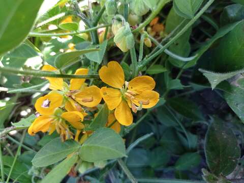 Image of woolly senna