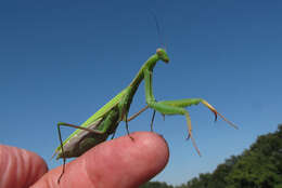 Image of Mantis