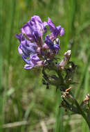 Image de Oxytropis campanulata Vassilcz.