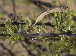 Vachellia hebeclada (DC.) Kyal. & Boatwr. resmi