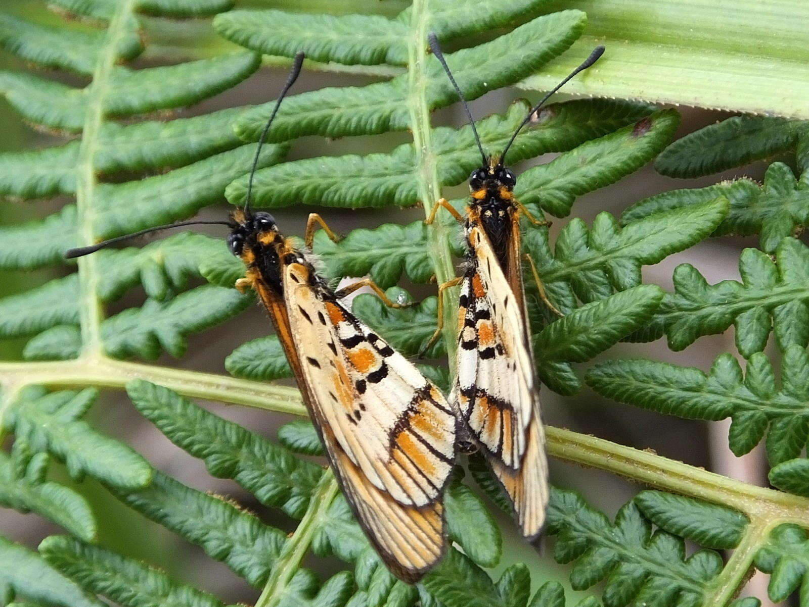 Image of <i>Acraea <i>rahira</i></i> rahira