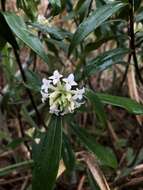 Image of Daphne kiusiana var. atrocaulis (Rehd.) F. Maekawa