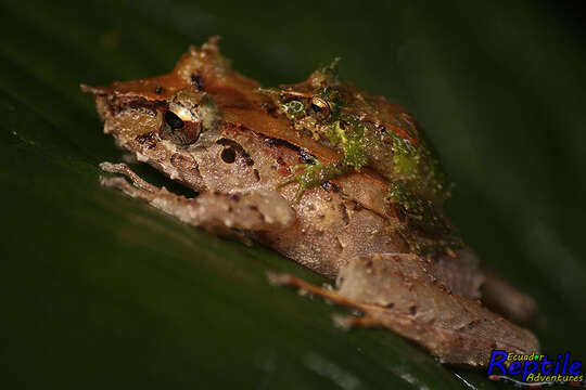 Imagem de Pristimantis appendiculatus (Werner 1894)