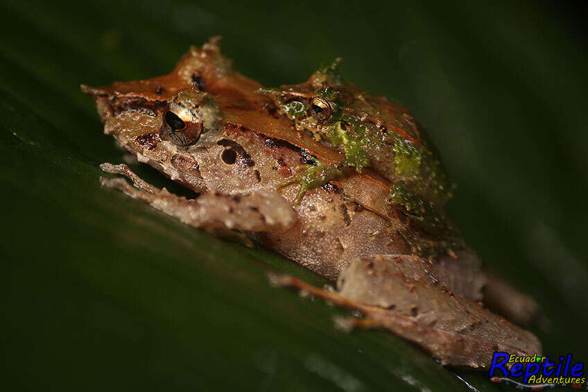 Image of Pacific robber frog