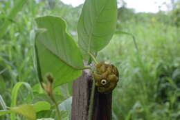 Macroscepis diademata (Ker-Gawl.) W. D. Stevens resmi