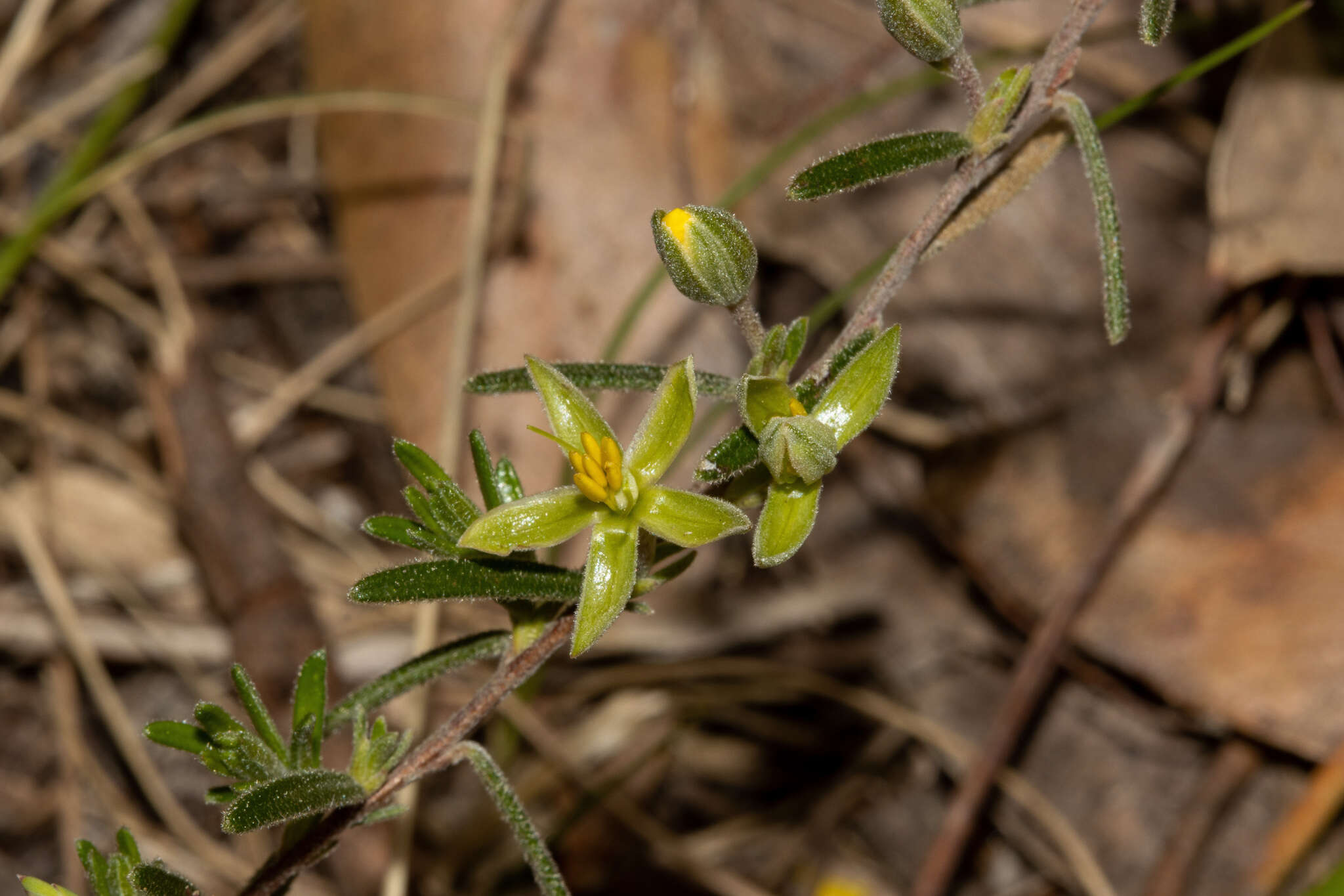 Plancia ëd Hibbertia australis N. A. Wakefield