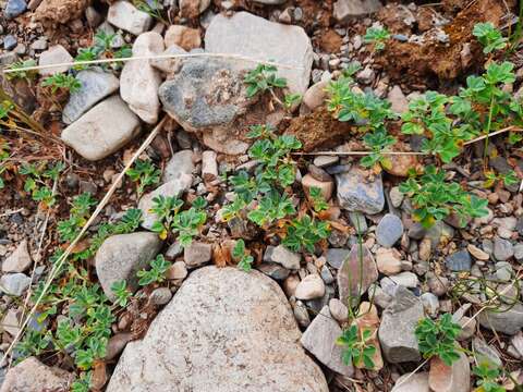 Слика од Trifolium eximium DC.