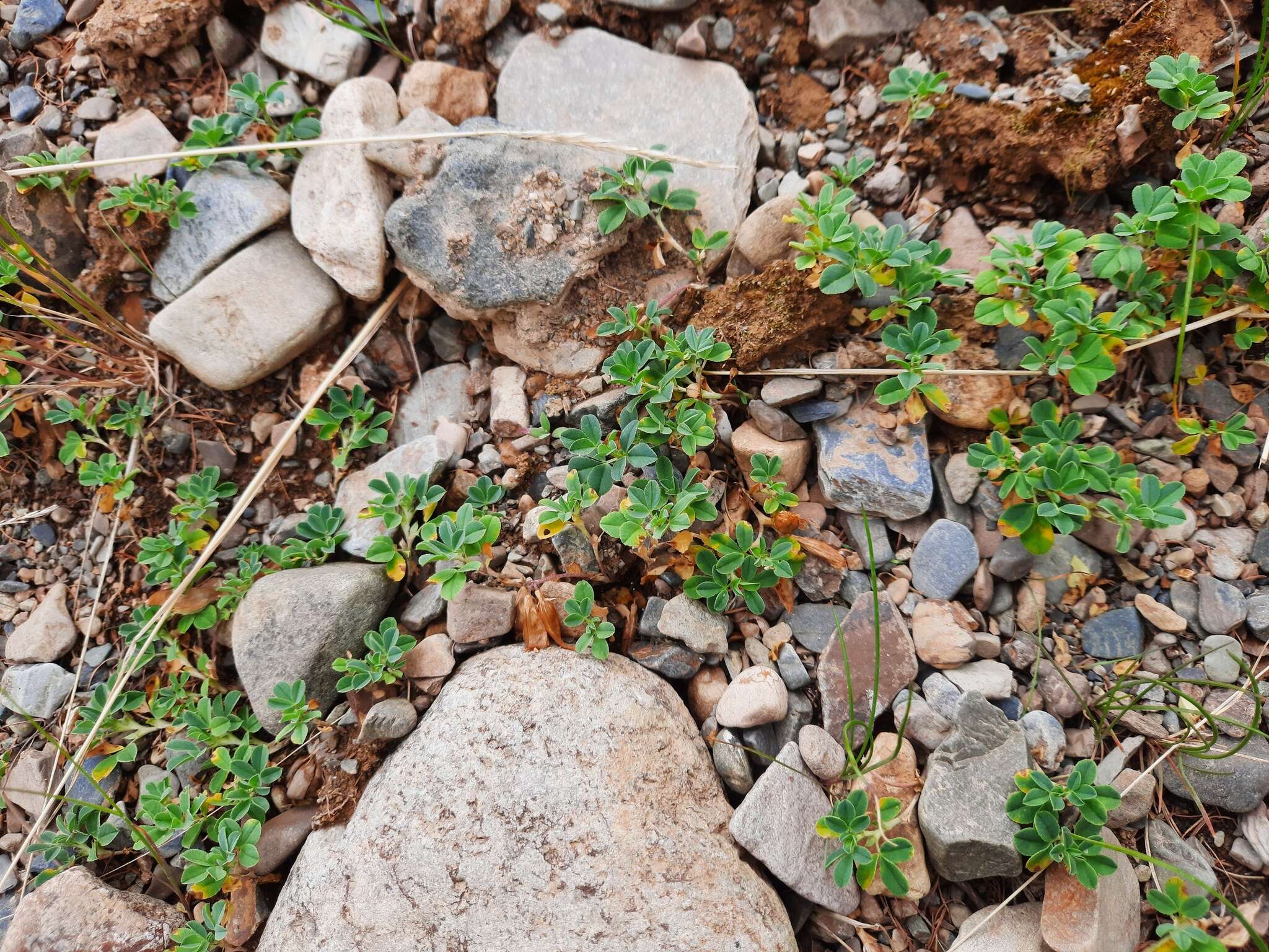 Image of Trifolium eximium DC.