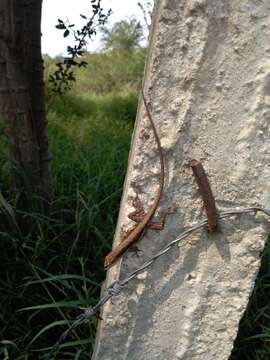 Image of Oaxacan Oak Anole