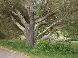 Image of California Live Oak