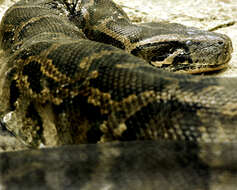 Python bivittatus Kuhl 1820 resmi