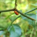 Image of Passionflower Flea Beetle