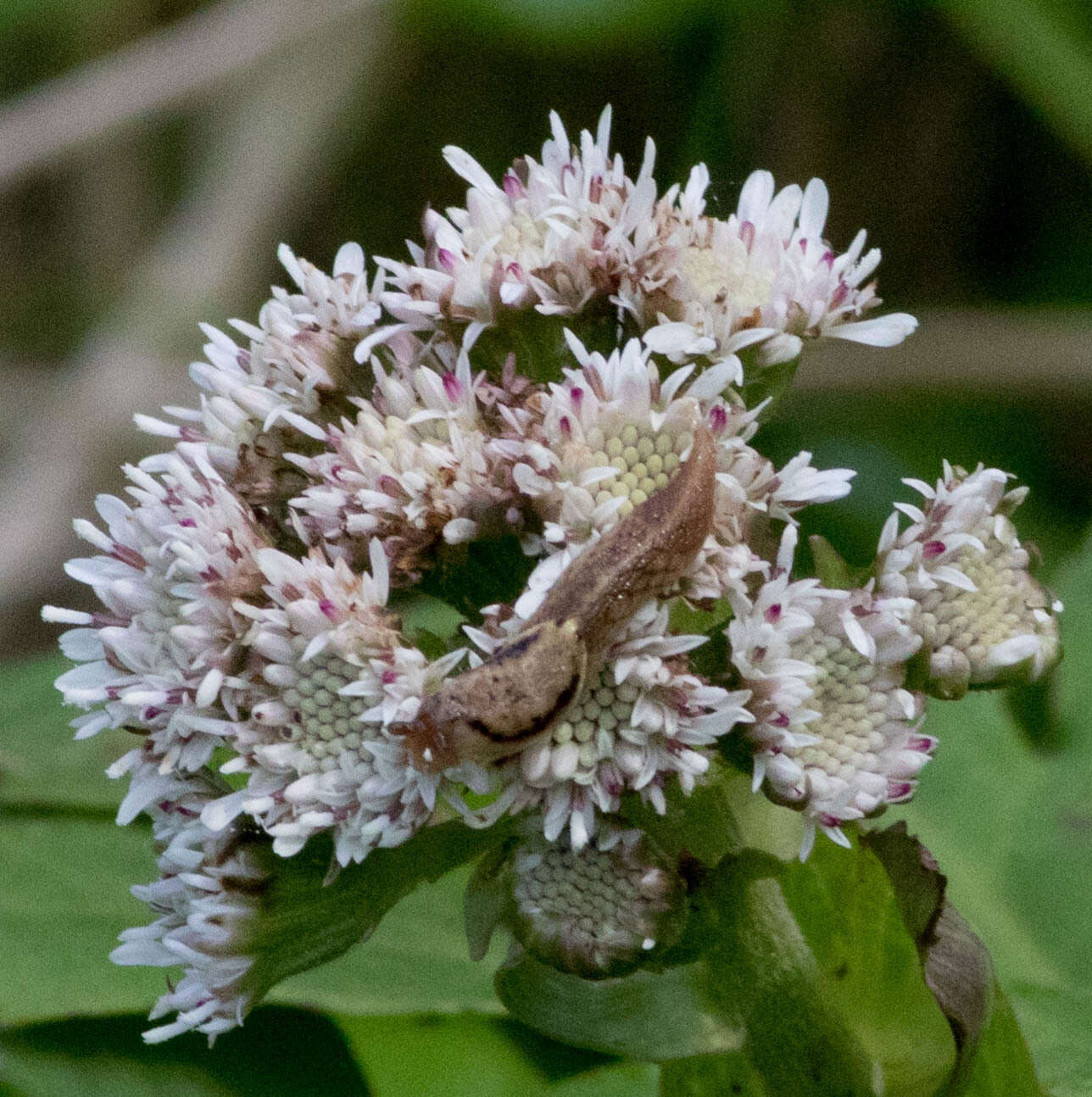 Image of Prophysaon foliolatum (A. Gould 1851)