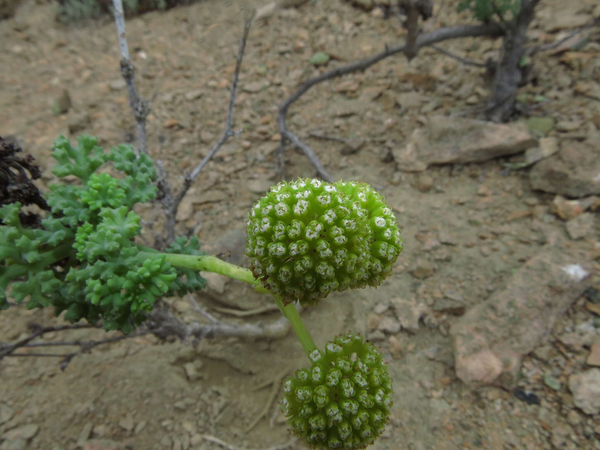 Image de Eremocharis fruticosa Phil.