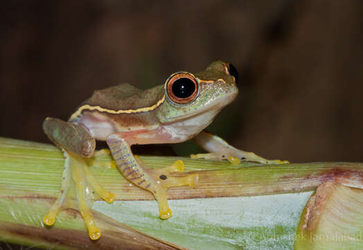 Imagem de Rhacophorus lateralis Boulenger 1883