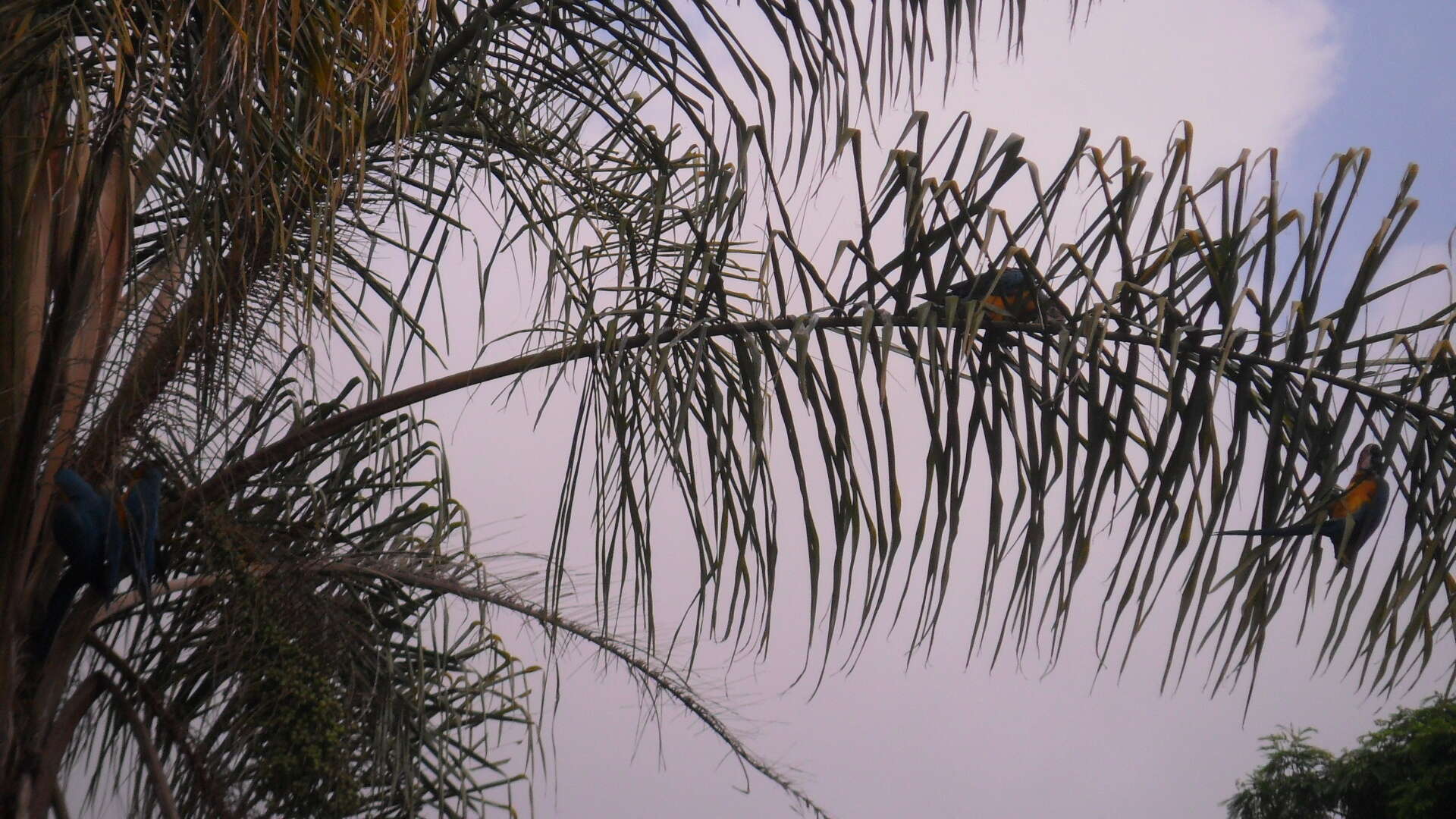 Image of Blue-and-yellow Macaw