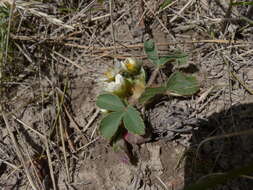 Image of Virginia strawberry