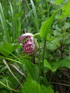 Image of Spotted lady's slipper