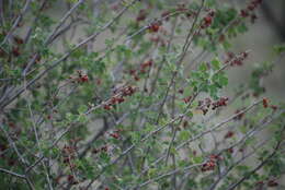 Image of pubescent skunkbush sumac