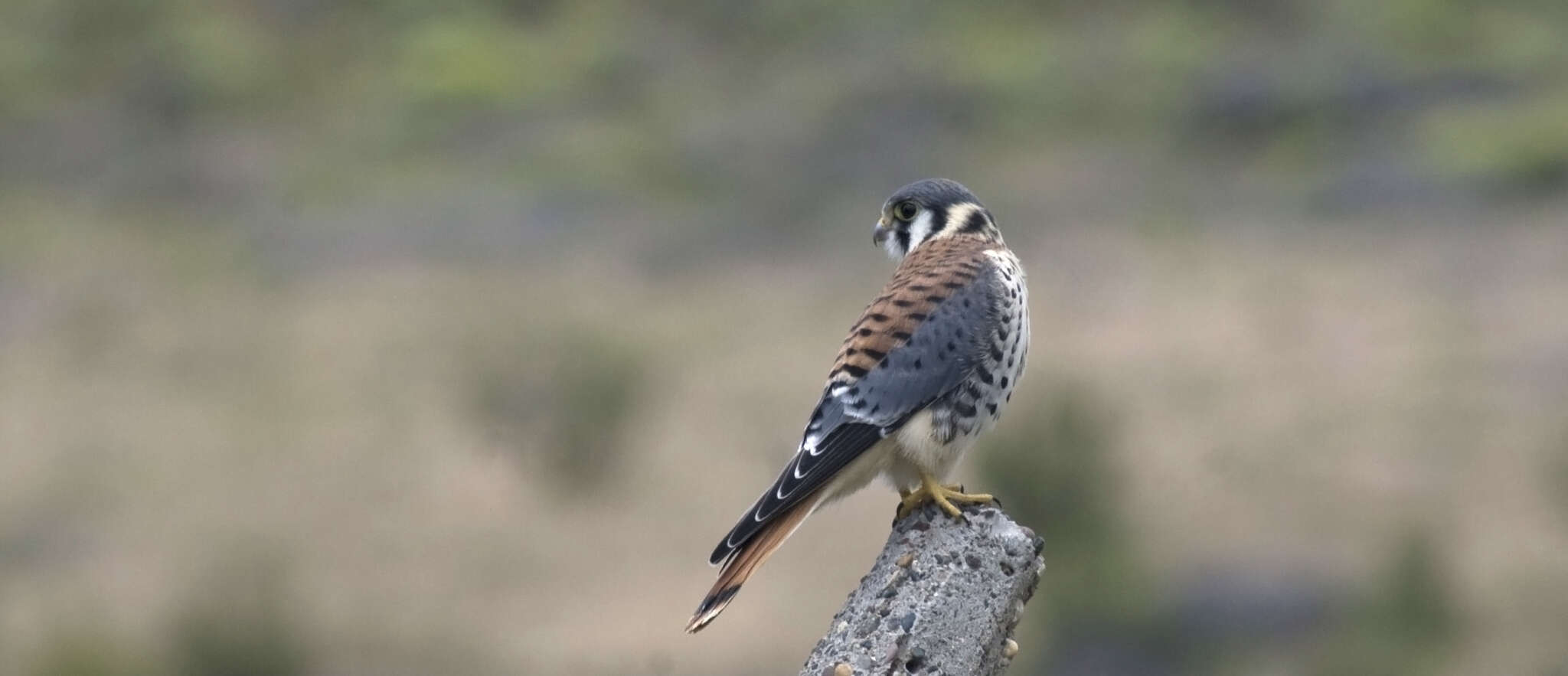 Image of American Kestrel