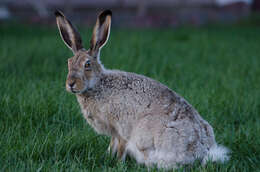 Lepus townsendii Bachman 1839 resmi