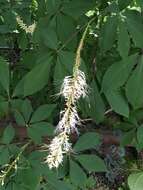 Image of bottlebrush buckeye