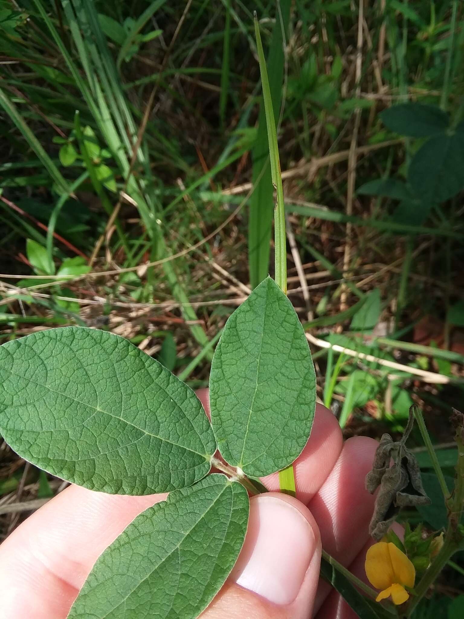 Слика од Rhynchosia tomentosa (L.) Hook. & Arn.