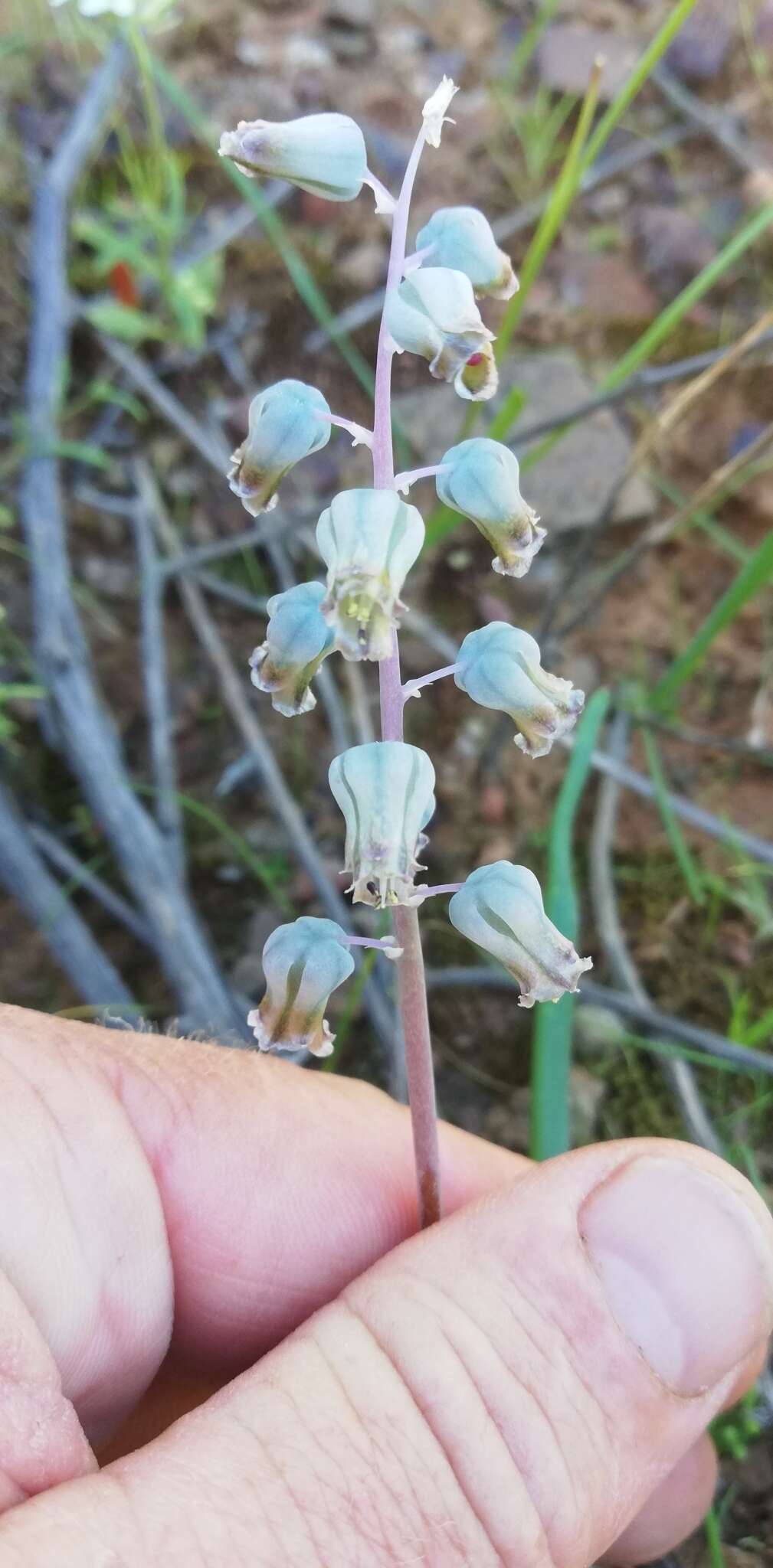 Image of Lachenalia bolusii W. F. Barker