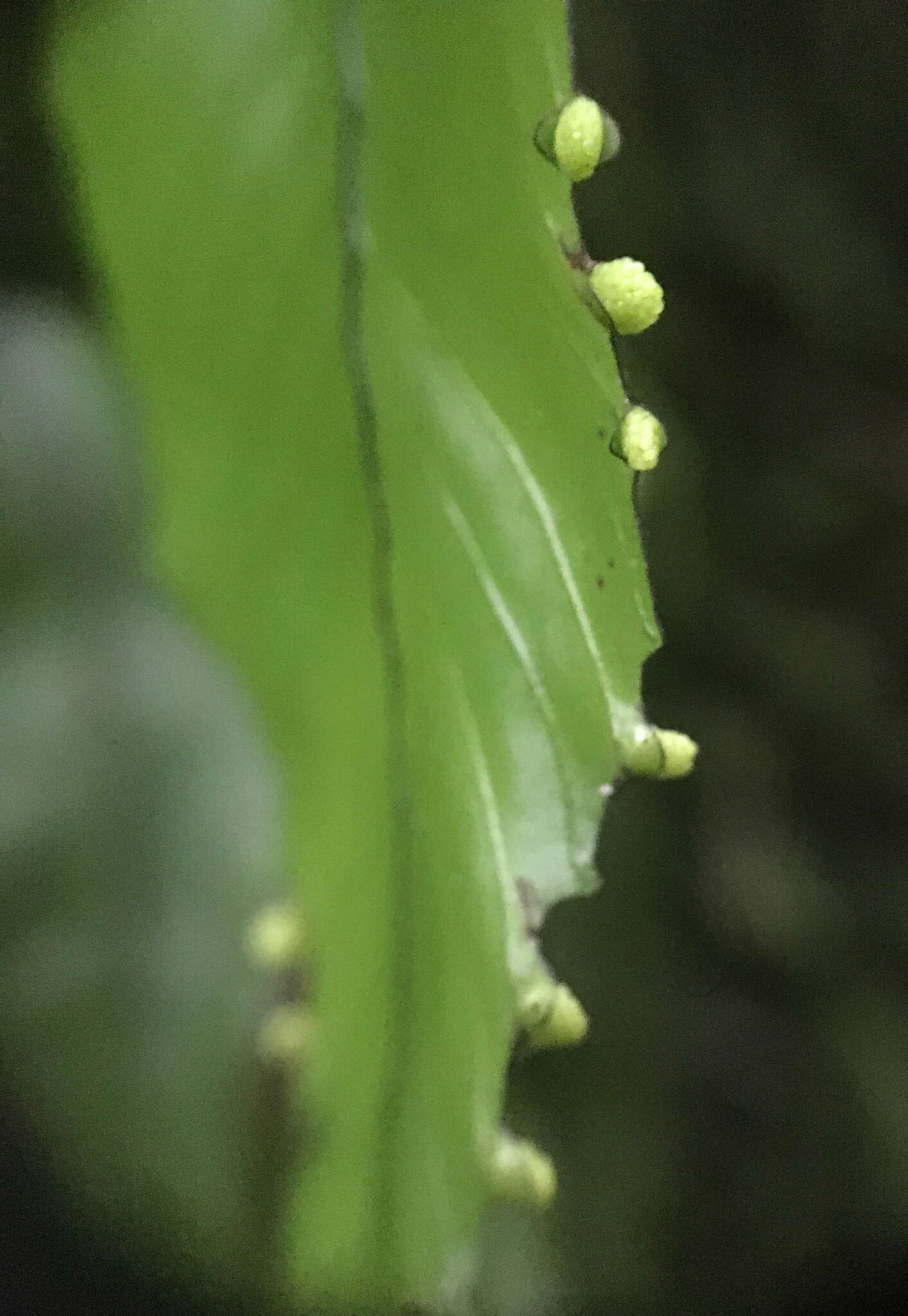 Image of Hymenophyllum cruentum Cav.