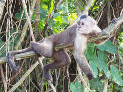 Image of Weeper Capuchin