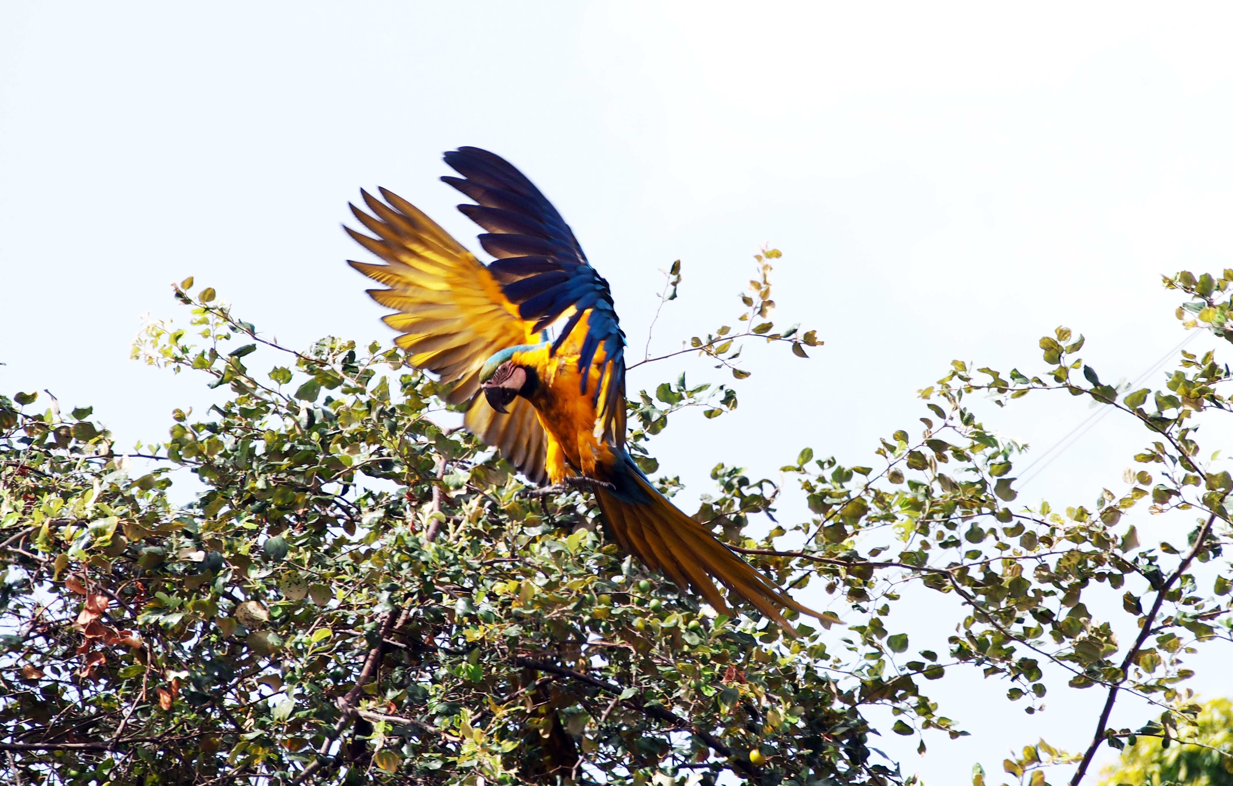 Image of Blue-and-yellow Macaw