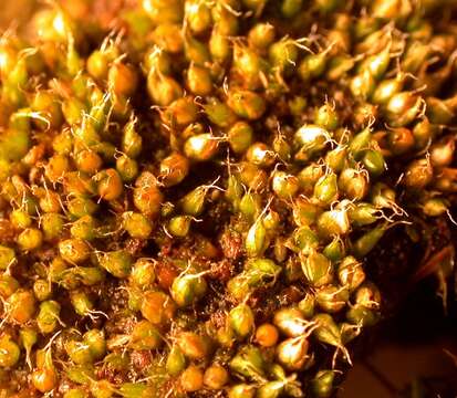 Image of Kozlov's pterygoneurum moss