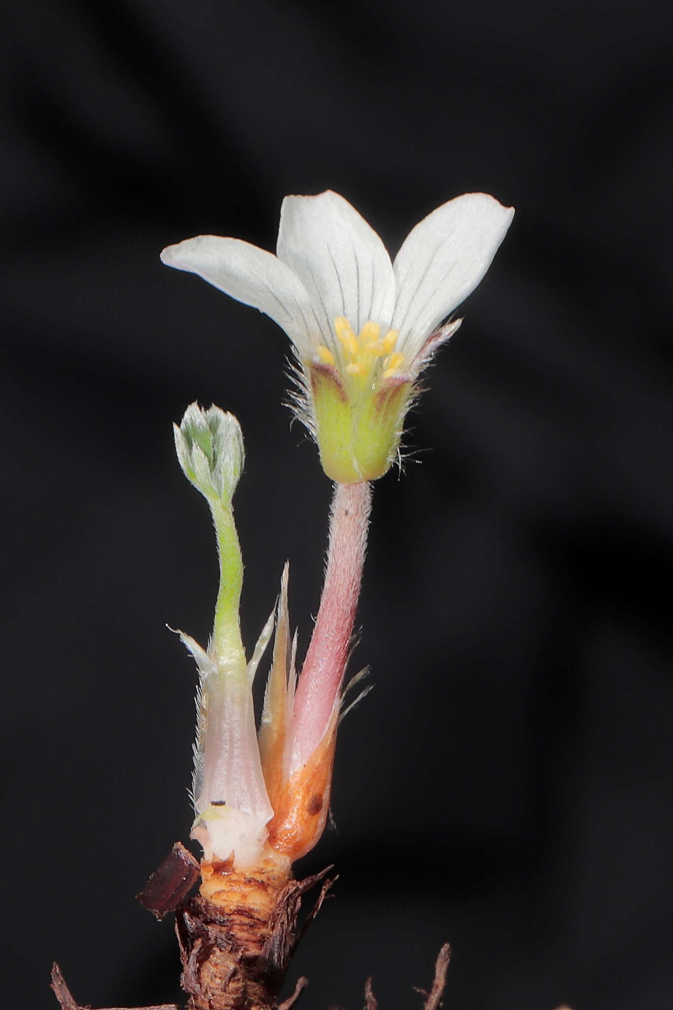 Imagem de Geranium ruizii Hieron.