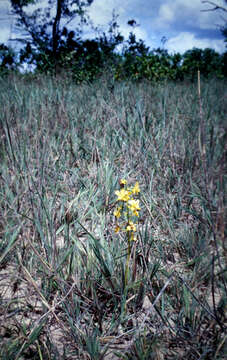 Image of Cyrtopodium cristatum Lindl.