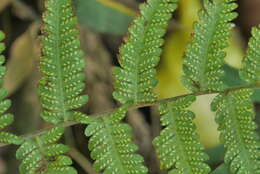 Image of Amauropelta glanduligera