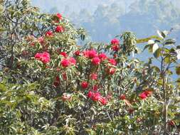 Image of Tree Rhododendron