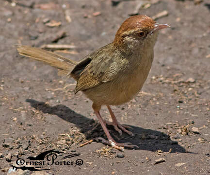 Imagem de Cisticola fulvicapilla fulvicapilla (Vieillot 1817)