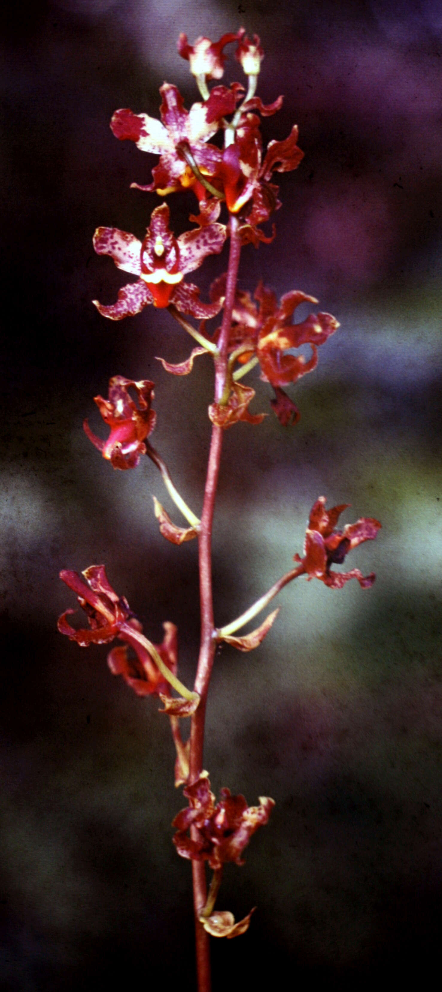 Image of cyrtopodium