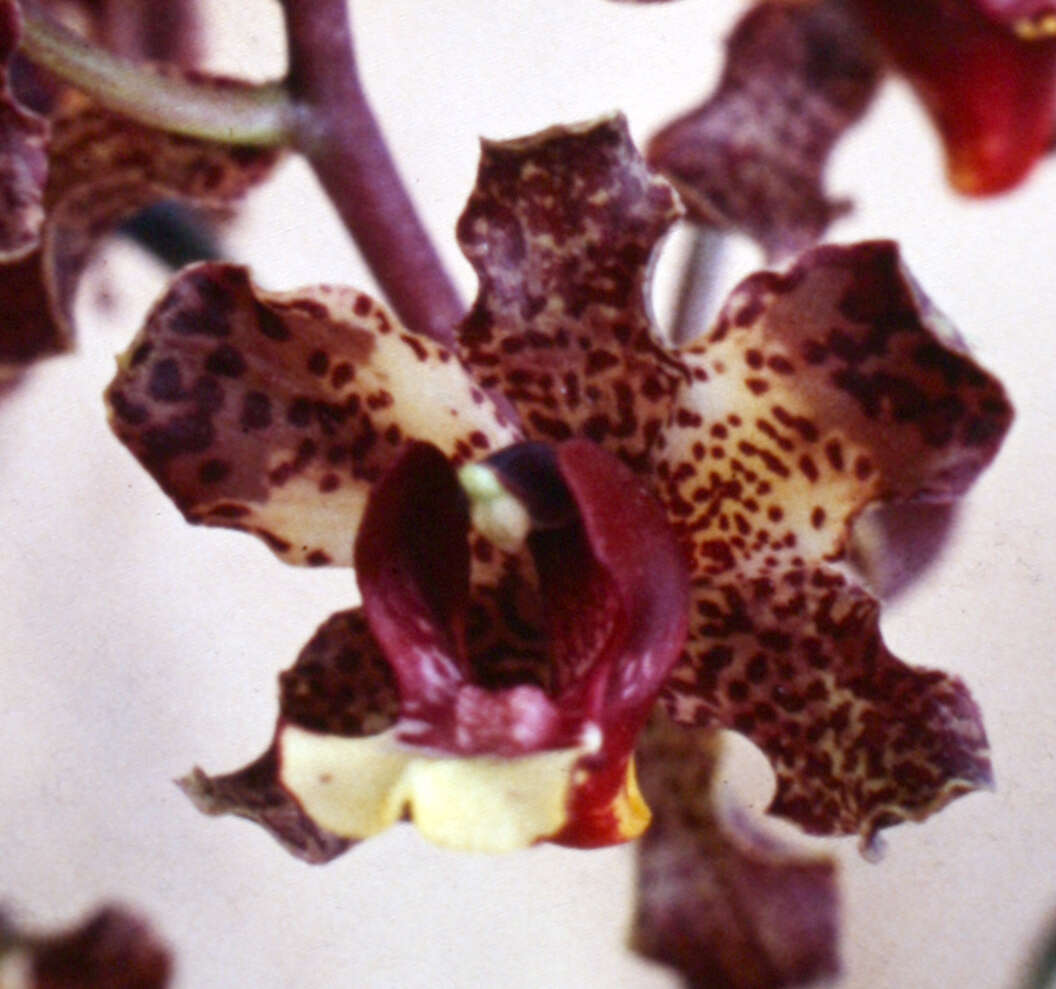 Image of Cyrtopodium parviflorum Lindl.