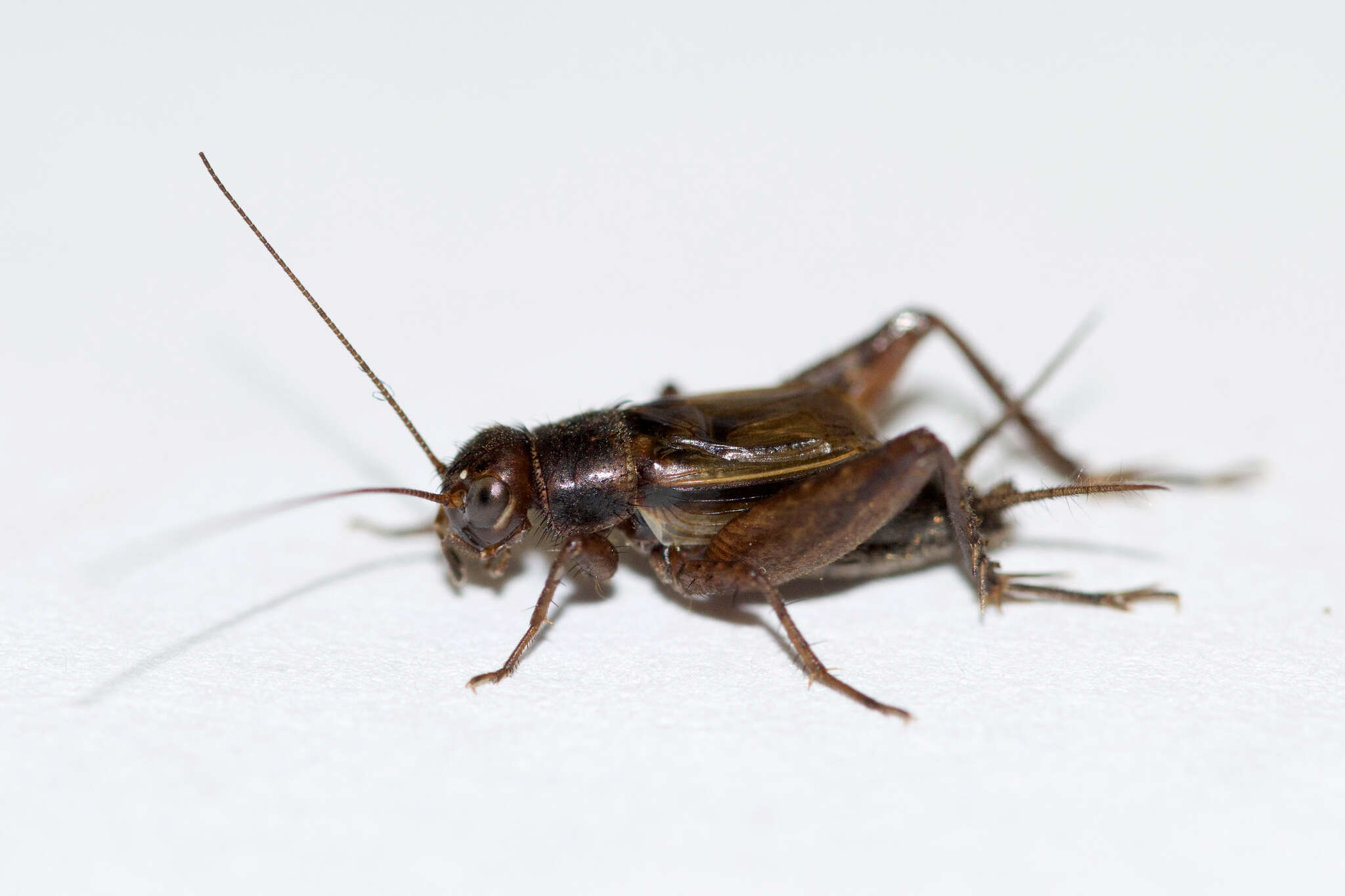 Image of Allard's Ground Cricket